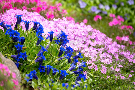 喇叭龙胆，花园中的蓝色春花