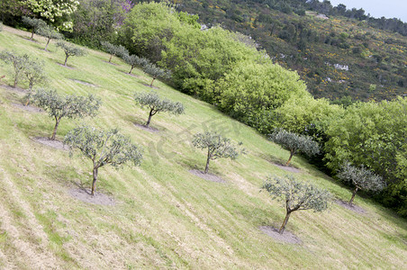 橄榄树种植园