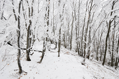 白雪皑皑的森林摄影照片_冬季白雪皑皑的森林