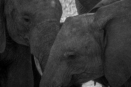 黑白动物摄影照片_关闭在黑白的两只大象。