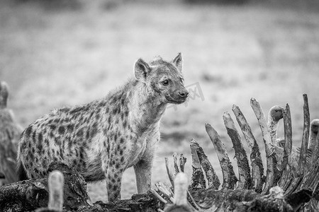 斑点鬣狗摄影照片_斑点鬣狗与黑白秃鹰的尸体。
