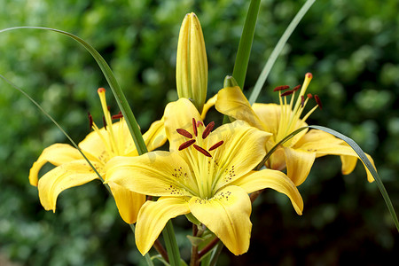 黄色百合摄影照片_开花的黄色百合细节