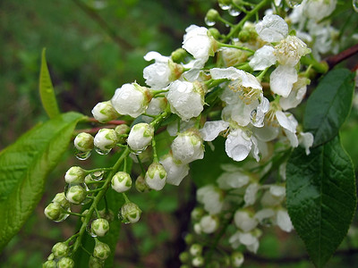 雨滴中的鸟樱桃花