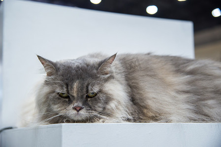 愤怒的猫他很不高兴。