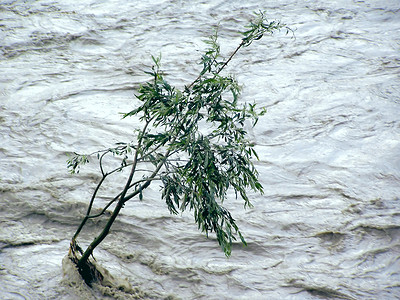 偏僻的树抵抗洪水