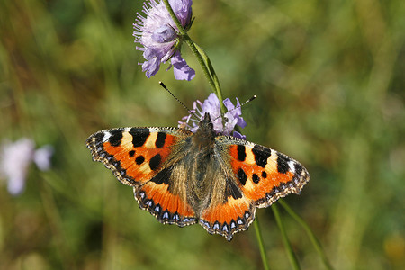 Nymphalis urticae, Aglais urticae, 小龟甲