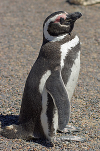 麦哲伦企鹅，阿根廷