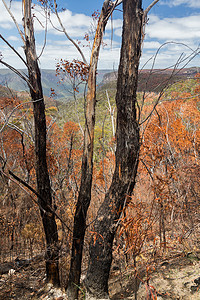 澳大利亚蓝山烧焦的树木