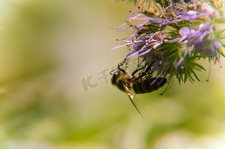 救助丹顶鹤图真实摄影照片_phacelia 花 tanacetifolia 和卑微的蜜蜂的特写镜头收集花蜜
