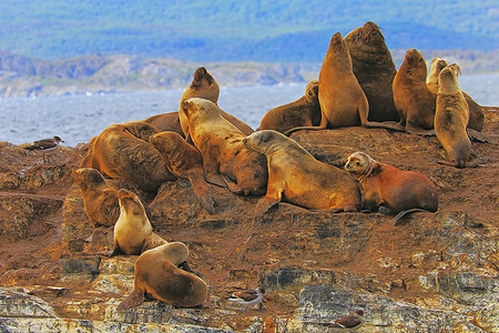 海狮和海豹，阿根廷乌斯怀亚火地岛的比格尔海峡