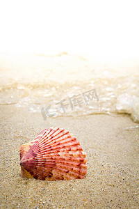 海滩海浪中的彩色贝壳