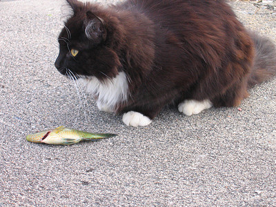 猫钓鱼摄影照片_猫和鱼