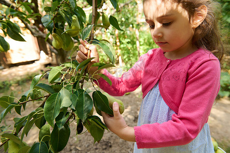 穿着粉色针织短上衣的可爱小女孩，在阳光明媚的初秋日在花园里采摘熟梨