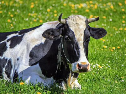 弗里堡奶牛休息，瑞士