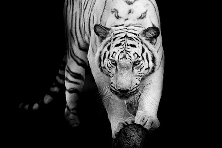 黑白虎