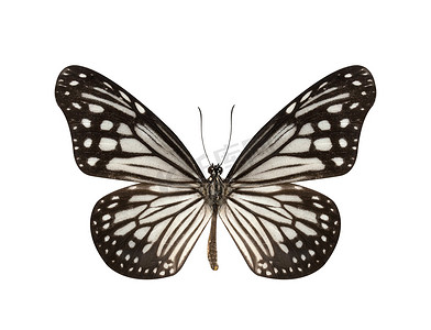 蜜蜂和蝴蝶摄影照片_孤立在白色背景上的黑色和白色蝴蝶