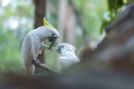 美丽的白凤头鹦鹉，硫磺凤头鹦鹉 (Cacatua gale