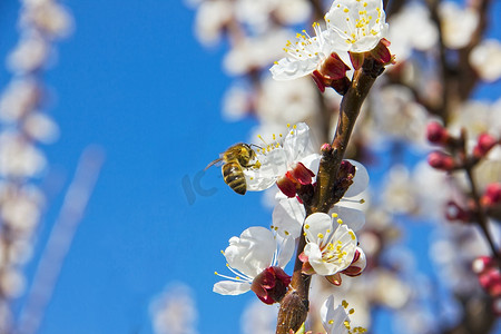 蜜蜂在花园里给幼树花授粉，蜜蜂收集 po
