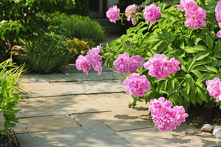 后院摄影照片_有粉红色牡丹的花园