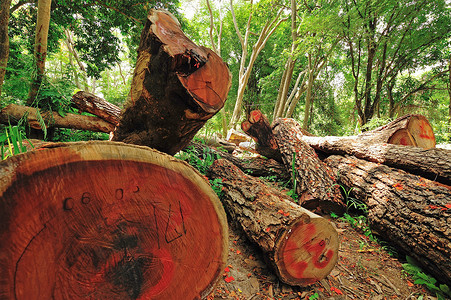 泰国山区的非法砍伐森林。