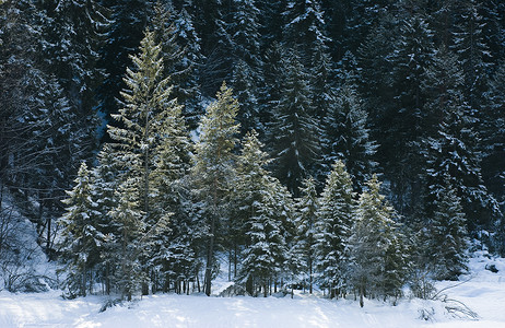冬装饰摄影照片_欧洲红云杉美丽的冬木与雪
