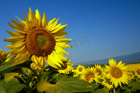 向日葵太阳摄影照片_瑞士向日葵