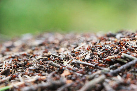 蚂蚁工作摄影照片_蚁丘蚂蚁工作