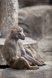 坐在石头上的猴子