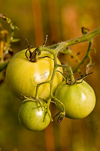 藤条藤蔓摄影照片_藤蔓上的绿色西红柿