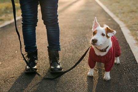 穿着西装的可爱杰克罗素狗在秋季公园复制空间和空白处散步的肖像。