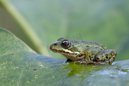 绿色小青蛙摄影照片_小青蛙