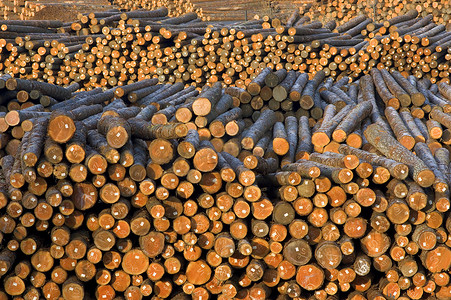 木材厂原木堆木准备加工