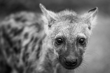 在南非克鲁格国家公园，以黑白相间的斑点鬣狗幼崽为主角。
