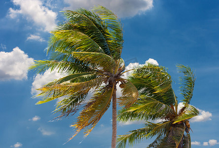 风树叶风摄影照片_椰子树