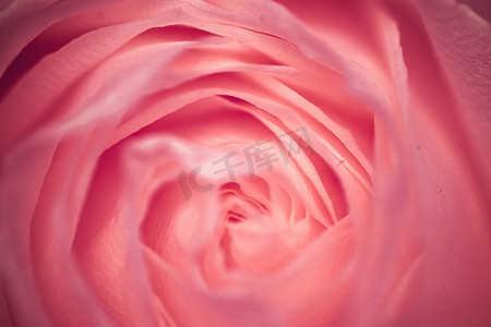 在绽放的玫瑰花，抽象花卉开花艺术背景， ma