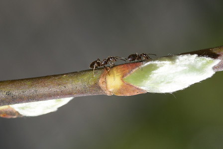 一只蚂蚁的特写。