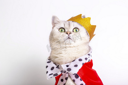 皇冠可爱摄影照片_戴着金色皇冠和红色斗篷的可爱白猫，坐在白色背景上