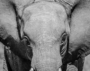 黑白动物摄影照片_以黑白方式主演克鲁格国家公园的小象。