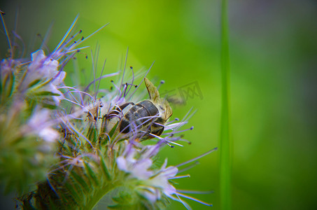 插画丹顶鹤摄影照片_phacelia 花 tanacetifolia 和卑微的蜜蜂的特写镜头收集花蜜