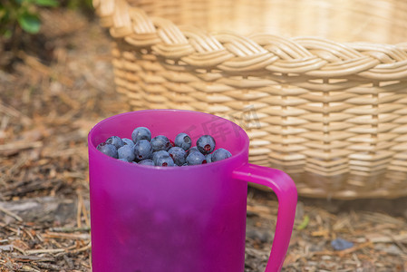 蓝莓采摘季。