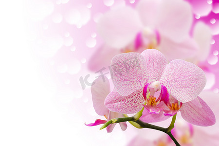 彩色斑点摄影照片_模糊散景上柔和的彩色斑点兰花