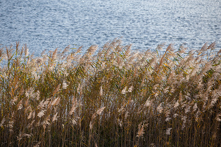 芦苇，普通芦苇 - 白天密集的灌木丛，背景中的湖水表面，背光。