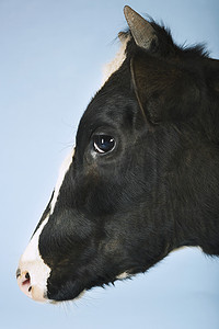 牛在天上摄影照片_一头牛在蓝天上的侧视特写