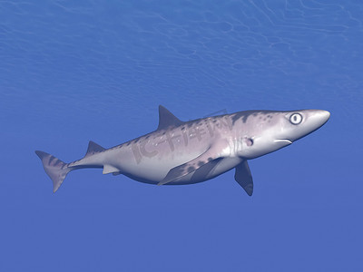 水下鲨鱼 — 3D渲染