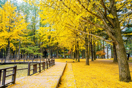 银杏树摄影照片_韩国南怡岛银杏树的秋天。