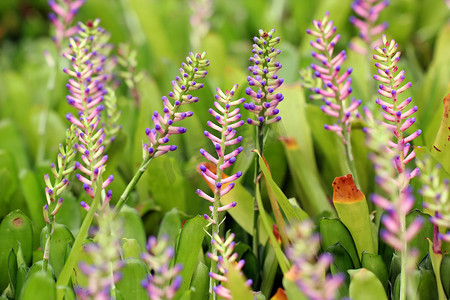 粉色蓝色 Aechmea 或凤梨科植物花