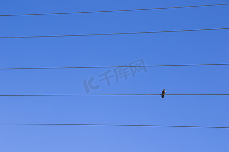 蓝天背景中电线上的鸟，鸟鸽坐着