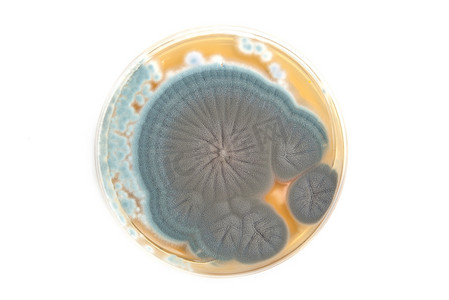 琼脂平板上的青霉菌