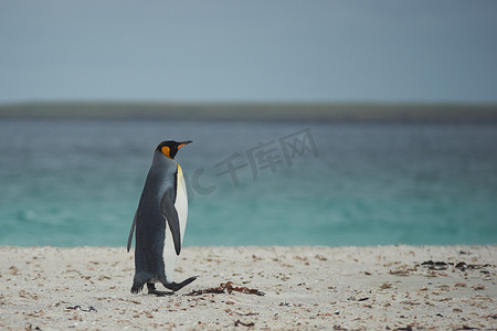 沙滩上的王企鹅