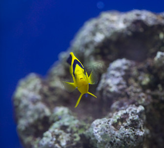 海洋水族馆鱼缸